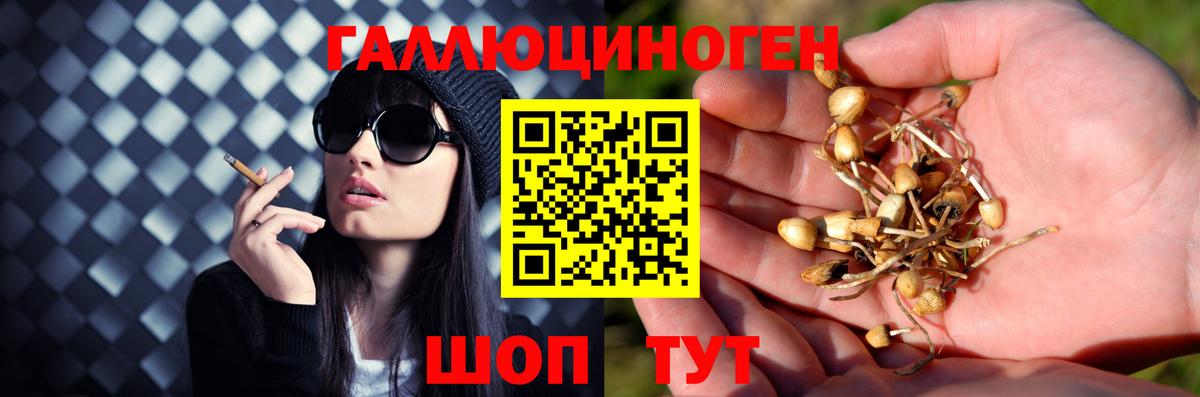 Галлюциногенные грибы Psilocybine cubensis  Вход с VPN  Томск 
